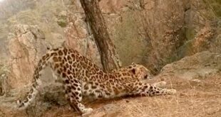 Leopard's Morning Stretch Routine Goes Viral.