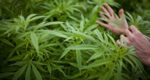 Missouri banks want to share marijuana inspections.