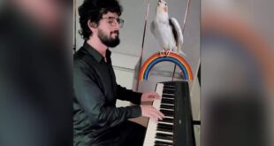 Parrot and pianist harmonize, internet amazed.