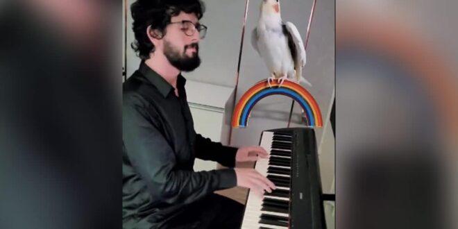 Parrot and pianist harmonize, internet amazed.