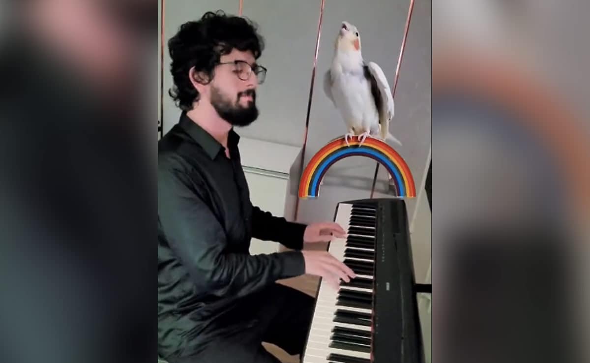 Watch: Parrot Sings In Perfect Harmony As Man Plays Piano, Internet Stunned