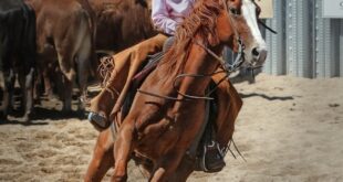 horseback riding