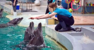 Romanian children thrilled by Ukrainian dolphin refugees.