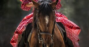 horseback riding