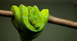 Python