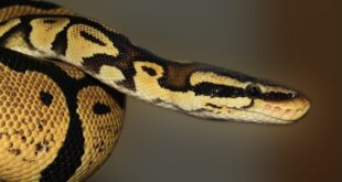 Python