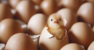 Air technology detects sex of chicken eggs.