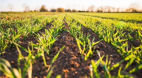 Israeli Tech Transforms Agriculture and the World.