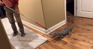 Alligator enters home through doggie door.