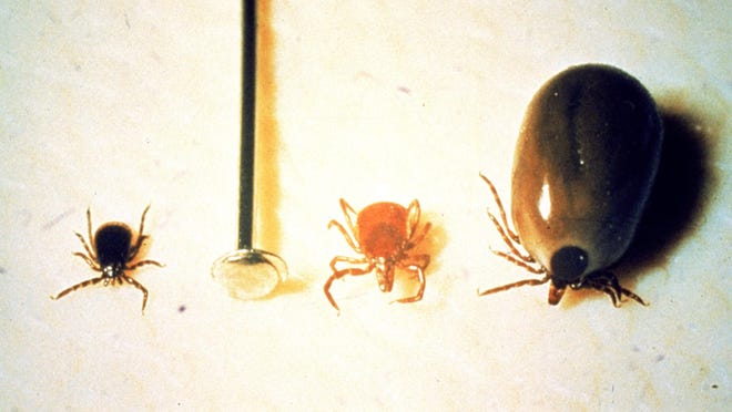 Ticks are small, when compared to the head of a pin, but tick bites can cause major health issues in human beings.