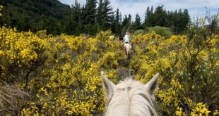 horseback riding