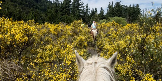 horseback riding