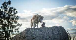 family adventure