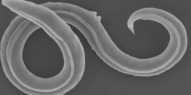 Permafrost yields ancient worms after 46,000 years.