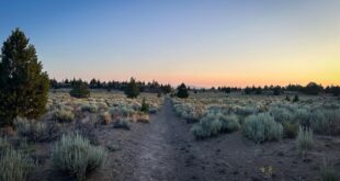 Best times to see Oregon Badlands flowers: evening, morning.