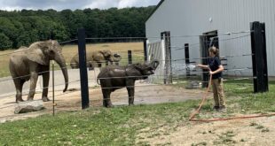 Tourists enjoy elephant picnic at Fairhope's Conservation Center.