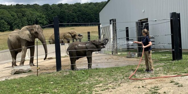 Tourists enjoy elephant picnic at Fairhope's Conservation Center.