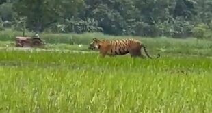 Tiger wanders while farmer plows in background.