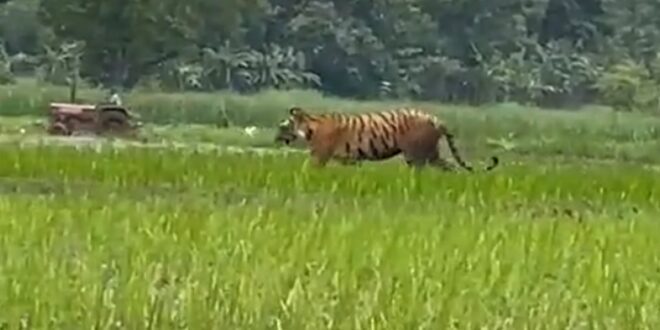 Tiger wanders while farmer plows in background.