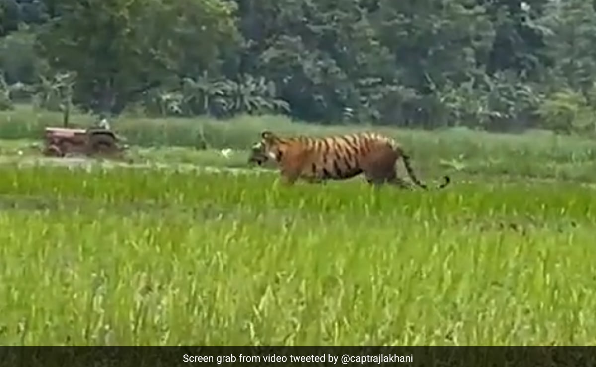 Video: Tiger Strolls In UP Field As Farmer Ploughs His Land In Background