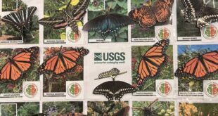 USGS seeks dead butterflies and moths for collection.
