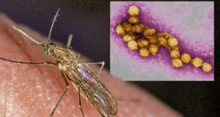 Human West Nile Virus case reported in Larimer County.