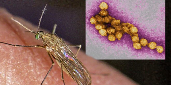 Human West Nile Virus case reported in Larimer County.