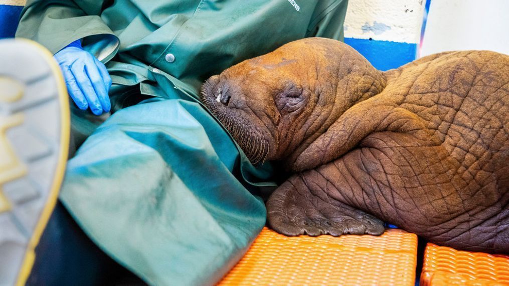 FILE -In this photo provided by the Alaska SeaLife Center, a Pacific walrus pup rests his head on the lap of a staff member after being admitted to the center's Wildlife Response Program in Seward, Alaska, on Tuesday, Aug. 1, 2023. A walrus calf found on its own miles from the ocean on Alaskaâs North Slope last week and who received cuddles as part of his care after being rescued died on Friday, Aug. 11, 2023.  (Kaiti Grant/Alaska SeaLife Center via AP, File)