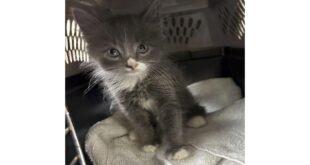 Kitten discovered in stolen car in Connecticut