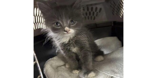 Kitten discovered in stolen car in Connecticut