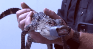 'Fluffy' the pet alligator reunites after flash flood.