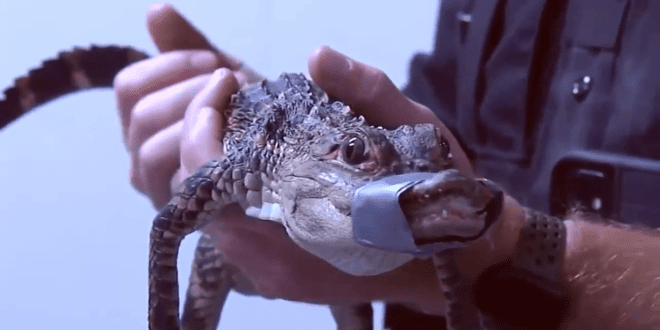 'Fluffy' the pet alligator reunites after flash flood.