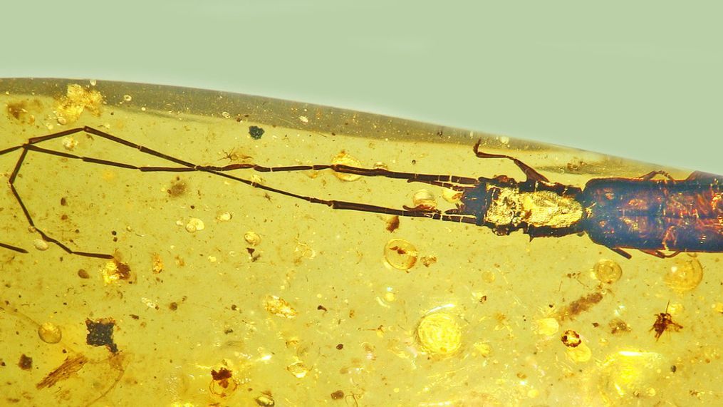 Researchers led by an Oregon State University scientist have identified a new species of beetle from Burmese amber, a specimen with antennae nearly 8 millimeters long attached to a 2.3-millimeter body. Collaborators named the new silvan flat bark beetle Protoliota paleus. (Photo provided by George Poinar Jr., OSU College of Science)