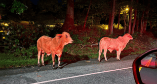 2 runaway cows spotted in Maryland during 4 days.