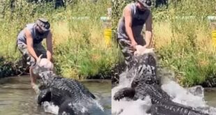 Close call as man feeds alligator (Video)