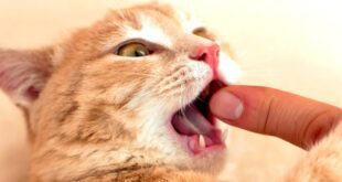 Unknown infection contracted after man bitten by stray cat.