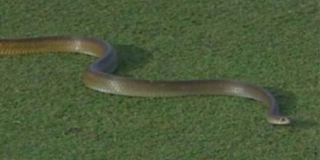 Snake disrupts intense cricket match (Video)