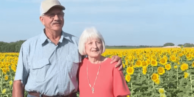 Farmer plants 80 acres of sunflowers for anniversary.