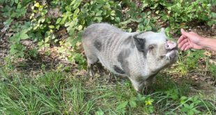 Police capture escaped pig in upstate New York.