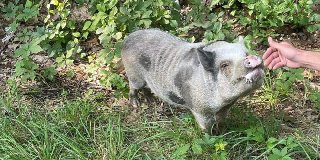 Police capture escaped pig in upstate New York.