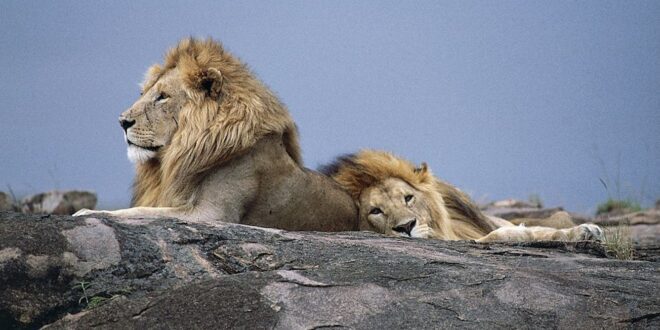 Swift, ferocious, fleeting existence of an African lion.