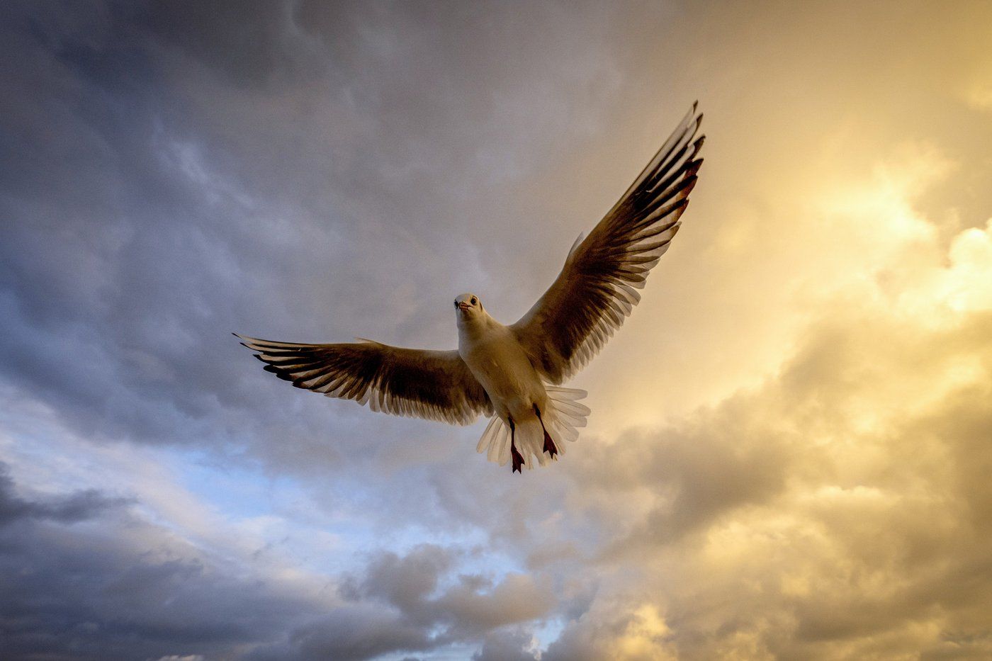 A seagull flies over the Baltic Sea in Scharbeutz, northern Germany, Friday, Jan. 10, 2025. (AP Photo/Michael Probst)