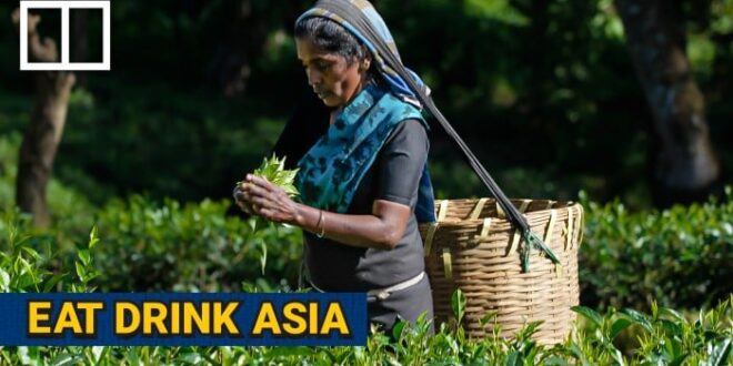 rewrite What makes Sri Lanka the tea island of the world? - South China Morning Post in 6 to 8 words